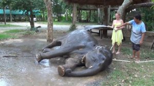 Настя поливает слона на острове Ко Чанг (Таиланд)