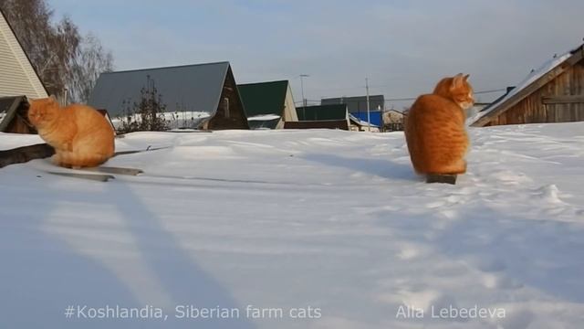 Koshlandia, Siberian farm cats,  Лестница в небо Stairway to Heaven