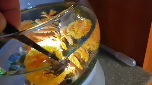 Водяной скорпион и не много о стрекозах. смотреть онлайн