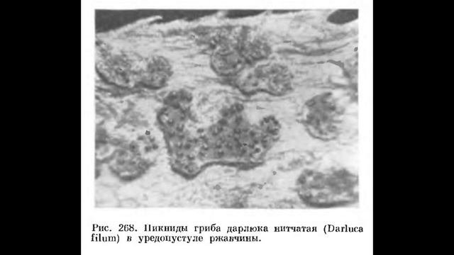 Энтомопатогенные и микрофильные несовершенные грибы