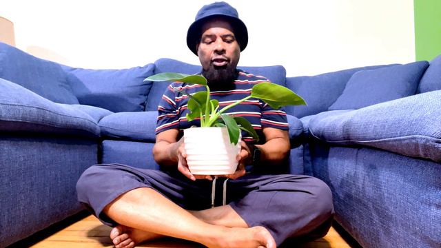 Philodendron Imperial Green смотреть онлайн