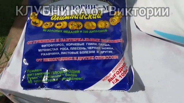 Чем подкормить клубнику осенью/Финальная" подкормка клубники