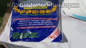 Чем подкормить клубнику осенью/Финальная" подкормка клубники