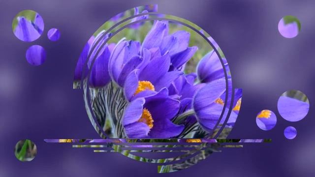 ЗАБАЙКАЛЬСКИЕ ПОДСНЕЖНИКИ - современная анимация смотреть онлайн