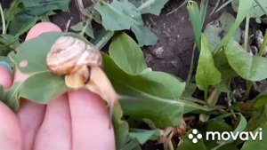 ??УЛИТКИ заполонили???ПОЧЕМУ так много УЛИТОК на даче???