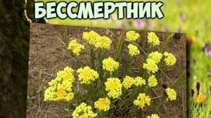 Бессмертник - лечебные свойства и противопоказания