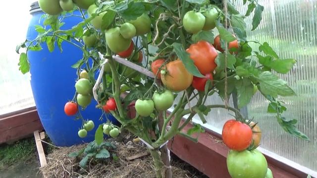 6 соток 13 августа. Помидоры в теплице, пицца на мангале. Крепление карниза к фальш окну . смотреть онлайн