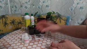 НАШАТЫРНЫЙ СПИРТ В САДОВОДСТВЕ!!!