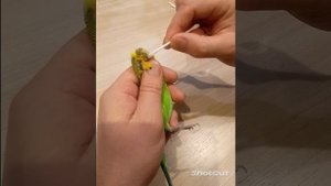 лечение попугая от чесоточного клеща самый безопасный способ часть 2