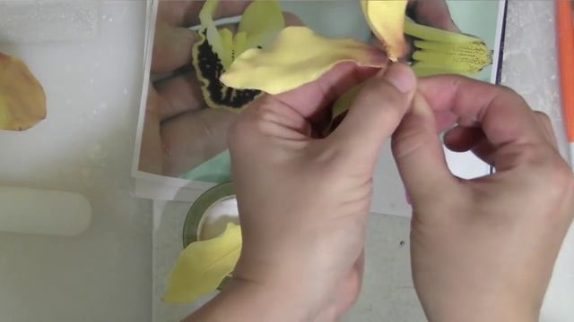 Сахарная орхидея (Sugar orchid) смотреть онлайн