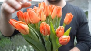 Вирощування тюльпанів. Тюльпан Лалібела. Tulips Lalibella / Выращивание тюльпанов