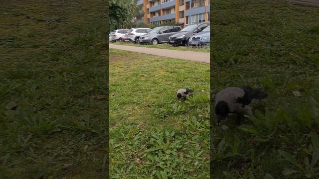 КАПРИЗНЫЙ ЦЫПЛЁНОК.? #птицы #ворона #чайка #кормушка #наблюдение смотреть онлайн