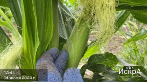 Кукуруза Роузи. Сладкая, биколорная.