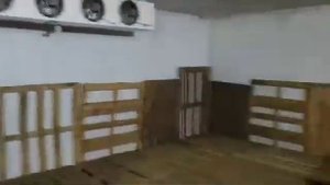 Лук очищенный хранение