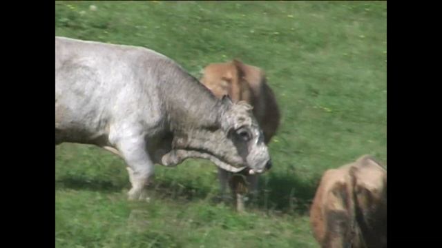 бык испугал девушку m2t 2 смотреть онлайн