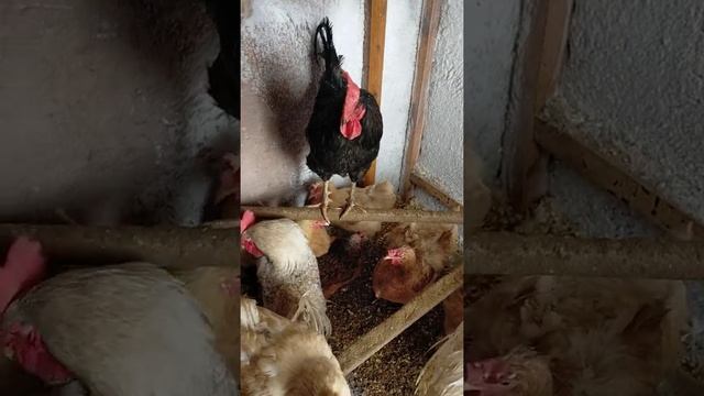 куры зимуют без отопления!? где живёт крот?? смотреть онлайн