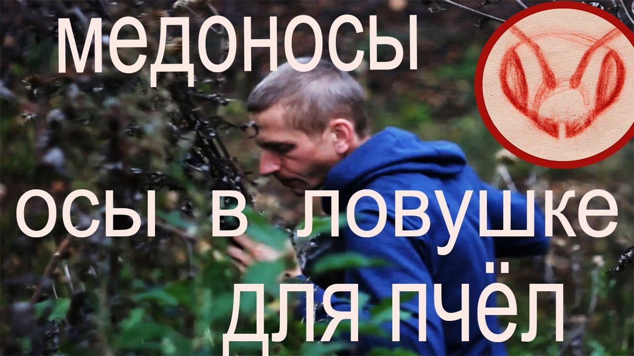 Сбор семян Мордовника шароголового.  Ловушка на пчёл. Дно с вентиляцией не спасло от сырости