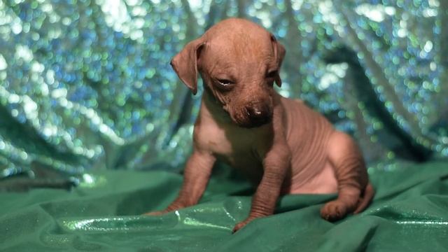 Щенок ксолоитцкуинтли (мальчик №3, 11.2021 г.) смотреть онлайн