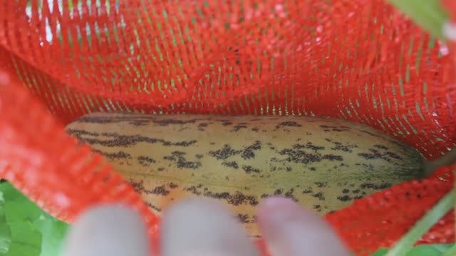 Арбузы и дыни в теплице. Часть 10. (08.07.21)