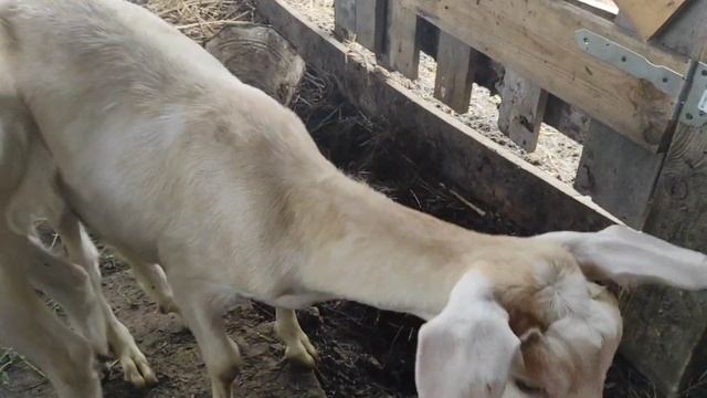 Козёл еле ходит.Козы вместо коров,привыкают на новом месте.Один брат умный,другой... смотреть онлайн