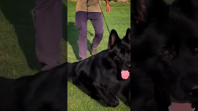 Richard bold #like #dog #puppy #viral #animals #best #natural #photography смотреть онлайн