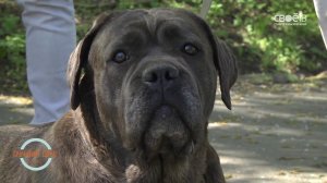 «Лучший друг». Выпуск 8. Кане-корсо.