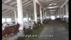 Сидераты. Запахивание (1980-х Антонец Семён, Украина)