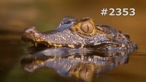 #2353. Крокодилы (В мире животных)