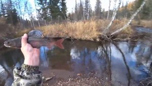 Осенняя_Таёжная Рыбалка на Крупного ХАРИУСА/ Клёв на Удочку в ТАЙГЕ/ на Малой Речке!