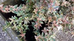 Abelia Grandiflora Variegata