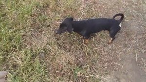 Такса прыгает весело! Собака на прогулке #dachshund | Собаки Собачий день Собачья жизнь Про собак