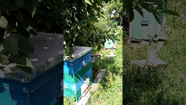 Роение или облет пчелы? Как отличить.  Самое полное видео на ЮТУБе.