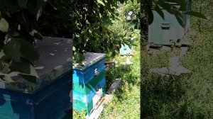 Роение или облет пчелы? Как отличить.  Самое полное видео на ЮТУБе.