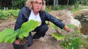 Растение гигант - Ревень тангутский.