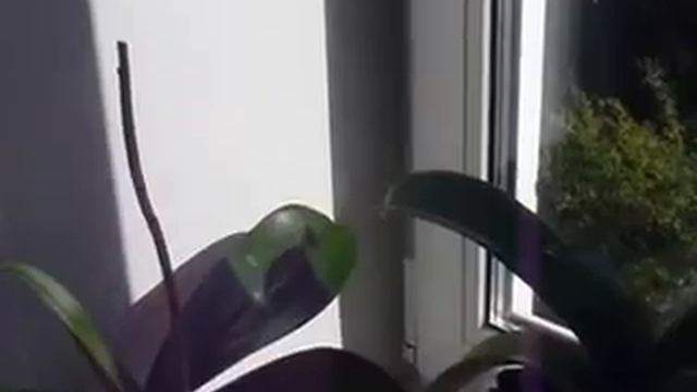 Орхидея, цвети!!! смотреть онлайн