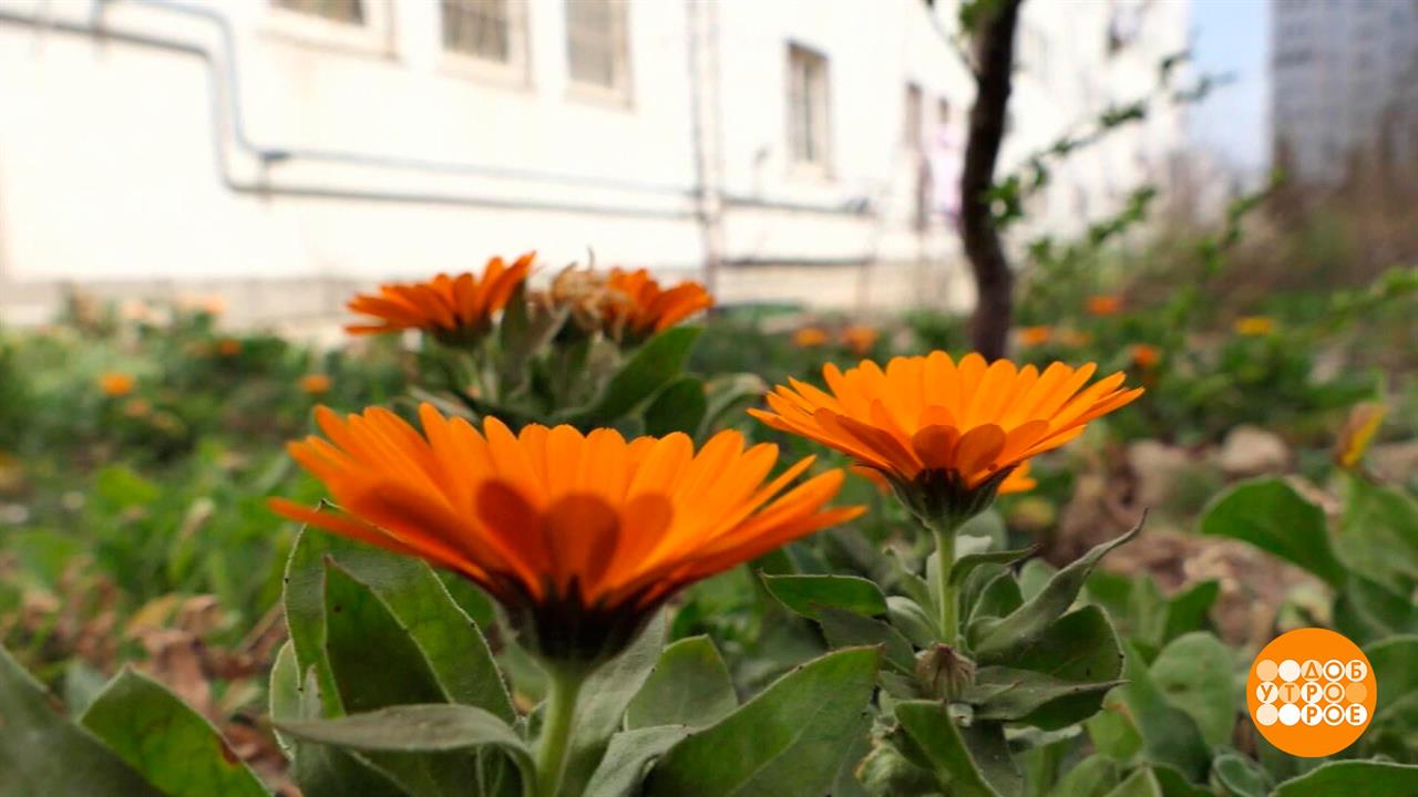 Городим огород в городе. Доброе утро. Фрагмент выпуска от 08.04.2022