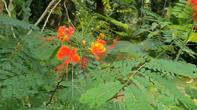 Kwiaty Tahiti смотреть онлайн