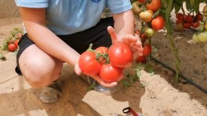 Томат Гилгал F1