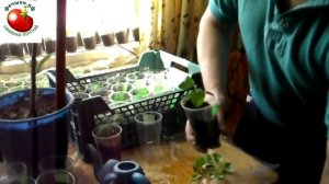 Можно ли сажать семена в отдельные стаканчики или лучше с пикировко