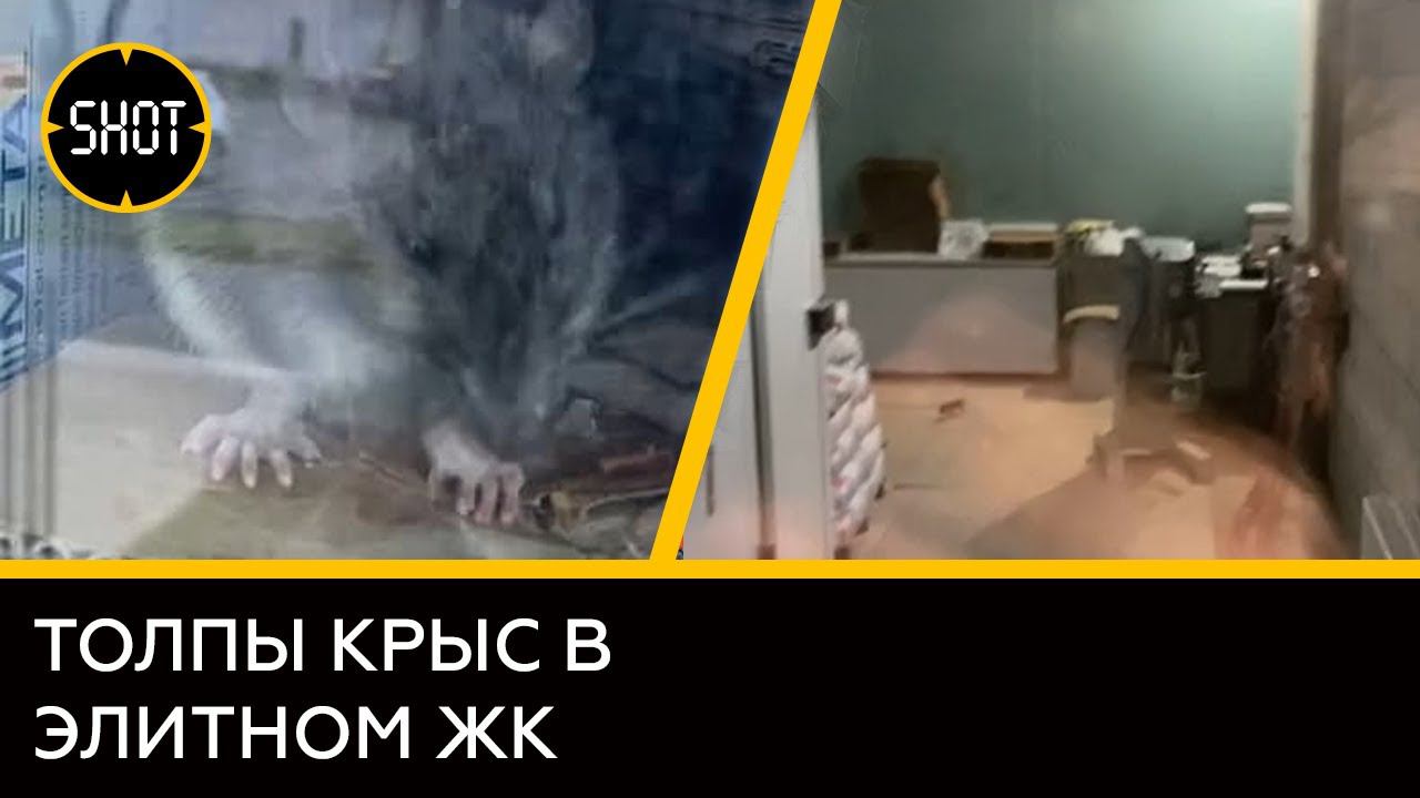 В Москве жильцы ЖК «Сохо Нохо» борются с крысами из подпольной кухни