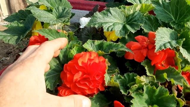 Подкормка Цветов ОСЕНЬЮ для Супер Цветения??? Удобрение для цветов