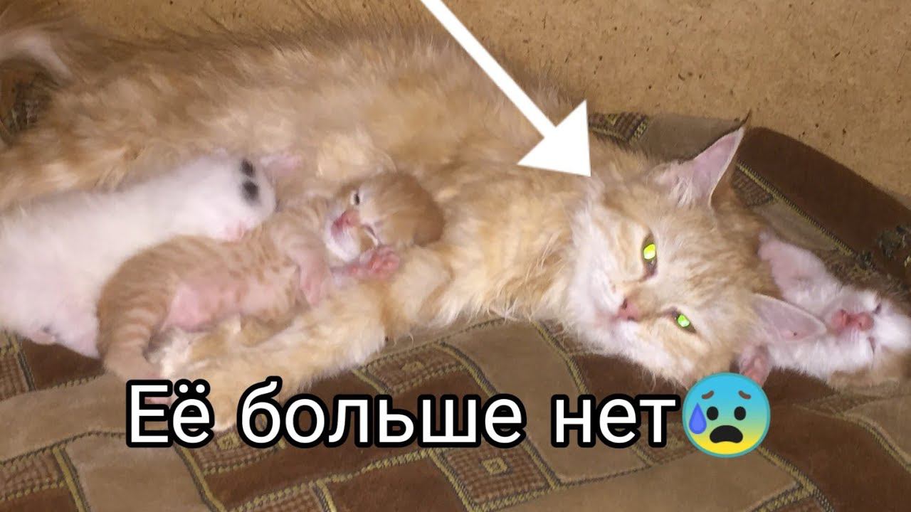 Кошка погибла, котята теперь никогда не увидят маму. Влог: привезла собак погостить у родителей.