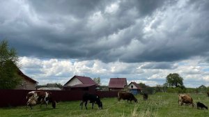 Кого продали? И каждый день  пополнение в хозяйстве! А также ответы на вопросы.