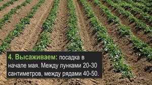 Бизнес на выращивании картофеля