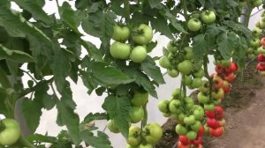 Абелус F1 (Abellus F1) индетерминантный томат (Rijk Zwaan)