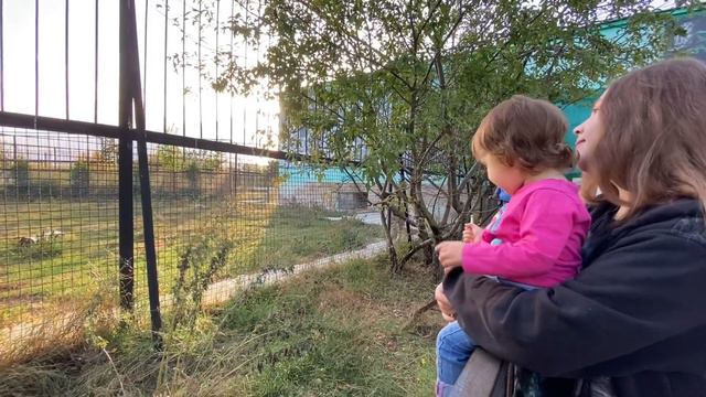 Ангелина пришла к АМУРСКИМ ТИГРАМ ! смотреть онлайн