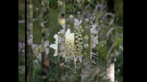 ЦЕФАЛЯРИЯ , или  ГОЛОВЧАТКА  (CEPHALARIA)  сем. Ворсянковые