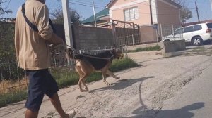Год спустя, как взял собаку с улицы | Прошел курс школы Pi-Bo "Прикладная дрессировка"