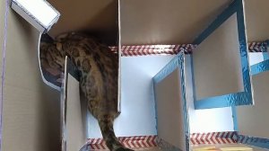 ДОМ ТЮРЬМА из картона для кошки ? . ПОБЕГ из тюрьмы через ЛАБИРИНТ.mp4