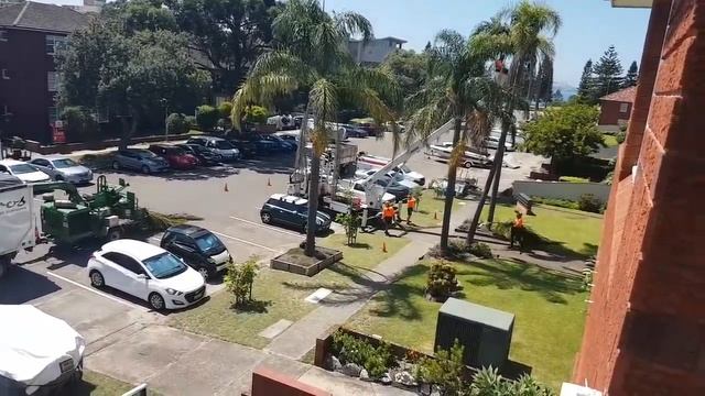 На одну пальму пять мужиков.На 9 мин 09 сек - австралийские рабочие шутники.Элла Австралия смотреть онлайн